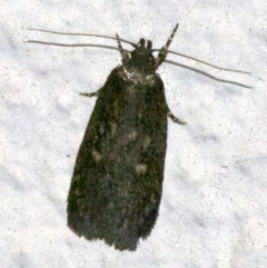 Barea (genus) (A concealer moth) at Ainslie, ACT - 20 May 2018 by jb2602