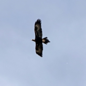 Aquila audax at Coree, ACT - 23 Oct 2018