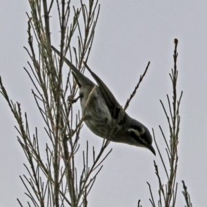 Caligavis chrysops at Paddys River, ACT - 23 Oct 2018 11:17 AM