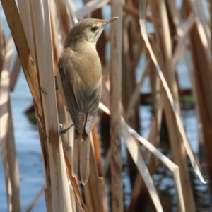 Acrocephalus australis at Belconnen, ACT - 10 Sep 2018