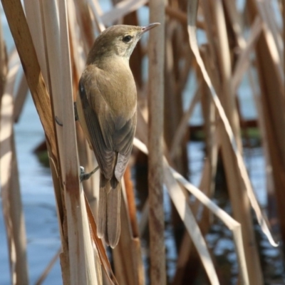 Acrocephalus australis (Australian Reed-Warbler) at Belconnen, ACT - 10 Sep 2018 by leithallb