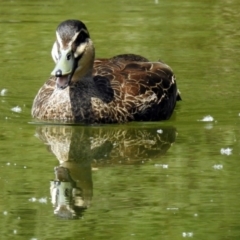 Anas superciliosa (Pacific Black Duck) at Paddys River, ACT - 23 Oct 2018 by RodDeb