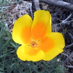 Eschscholzia californica (California Poppy) at Paddys River, ACT - 23 Oct 2018 by RodDeb