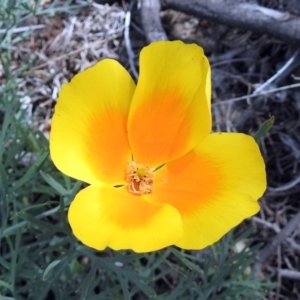 Eschscholzia californica at Paddys River, ACT - 23 Oct 2018