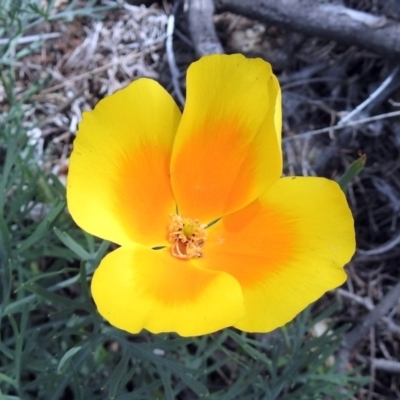 Eschscholzia californica (California Poppy) at Paddys River, ACT - 23 Oct 2018 by RodDeb