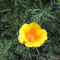 Eschscholzia californica at Paddys River, ACT - 23 Oct 2018