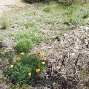 Eschscholzia californica at Paddys River, ACT - 23 Oct 2018