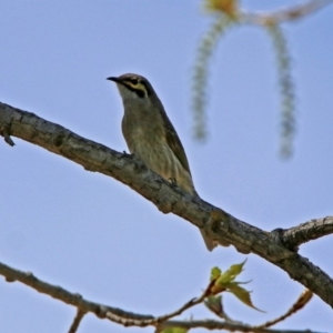 Caligavis chrysops at Paddys River, ACT - 23 Oct 2018