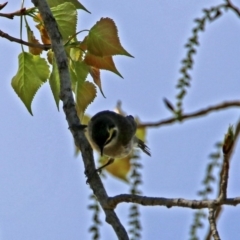 Caligavis chrysops at Paddys River, ACT - 23 Oct 2018