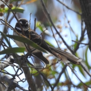 Rhipidura albiscapa at Paddys River, ACT - 23 Oct 2018