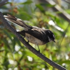 Rhipidura albiscapa at Paddys River, ACT - 23 Oct 2018