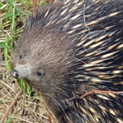 Tachyglossus aculeatus (Short-beaked Echidna) at Paddys River, ACT - 23 Oct 2018 by RodDeb