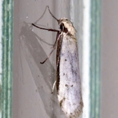 Oecophoridae (family) (Unidentified Oecophorid concealer moth) at Ainslie, ACT - 28 Sep 2018 by jb2602