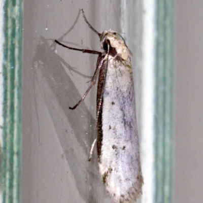 Oecophoridae (family) (Unidentified Oecophorid concealer moth) at Ainslie, ACT - 28 Sep 2018 by jb2602