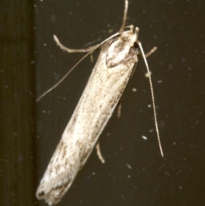 Philobota xiphostola at Ainslie, ACT - 28 Sep 2018