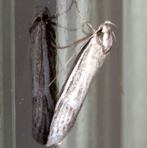 Philobota xiphostola at Ainslie, ACT - 28 Sep 2018