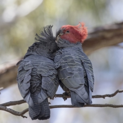 Callocephalon fimbriatum (Gang-gang Cockatoo) at Acton, ACT - 27 Sep 2018 by AlisonMilton