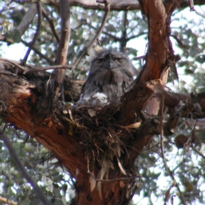 Podargus strigoides (Tawny Frogmouth) at Curtin, ACT - 24 Oct 2018 by MichaelMulvaney