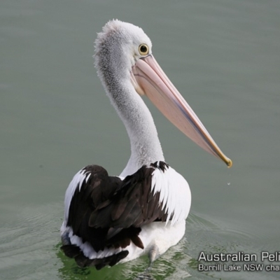 Pelecanus conspicillatus (Australian Pelican) at Burrill Lake, NSW - 21 Oct 2018 by CharlesDove