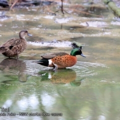Anas castanea (Chestnut Teal) at Burrill Lake, NSW - 18 Oct 2018 by Charles Dove
