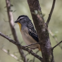 Pardalotus punctatus (Spotted Pardalote) at Paddys River, ACT - 27 Sep 2018 by Alison Milton