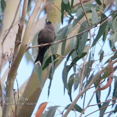 Artamus cyanopterus (Dusky Woodswallow) at Ulladulla, NSW - 20 Oct 2018 by CharlesDove