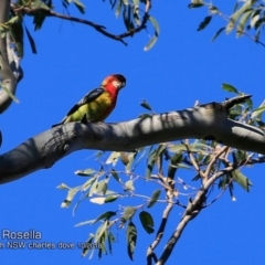 Platycercus eximius (Eastern Rosella) at Yatteyattah Nature Reserve - 18 Oct 2018 by CharlesDove