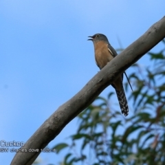 Cacomantis flabelliformis (Fan-tailed Cuckoo) at Undefined - 17 Oct 2018 by CharlesDove