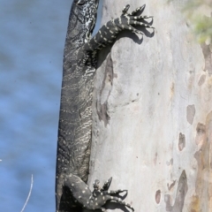 Varanus varius (Lace Monitor) at Undefined - 18 Oct 2018 by CharlesDove