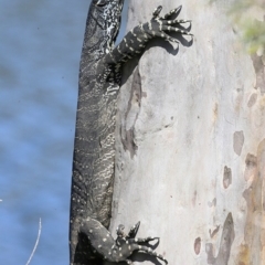 Varanus varius (Lace Monitor) at Undefined - 17 Oct 2018 by Charles Dove