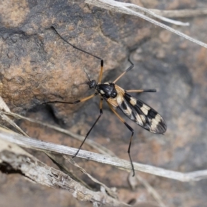 Gynoplistia (Gynoplistia) bella at Michelago, NSW - 13 Oct 2018 01:18 PM