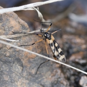 Gynoplistia (Gynoplistia) bella at Michelago, NSW - 13 Oct 2018