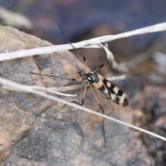 Gynoplistia (Gynoplistia) bella at Michelago, NSW - 13 Oct 2018 01:18 PM