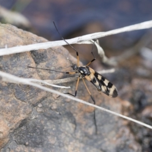 Gynoplistia (Gynoplistia) bella at Michelago, NSW - 13 Oct 2018