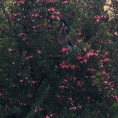 Anthochaera carunculata (Red Wattlebird) at Hughes, ACT - 24 Oct 2018 by KL