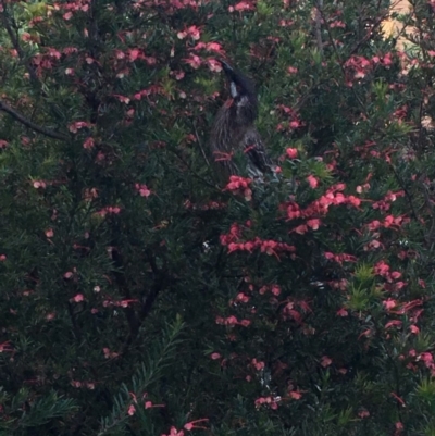 Anthochaera carunculata (Red Wattlebird) at Hughes, ACT - 24 Oct 2018 by KL