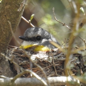 Eopsaltria australis at Acton, ACT - 24 Oct 2018