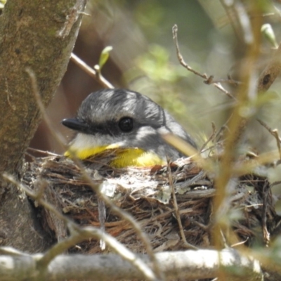 Eopsaltria australis (Eastern Yellow Robin) at Acton, ACT - 24 Oct 2018 by HelenCross