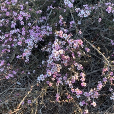 Gaudium multicaule (Teatree) at Percival Hill - 21 Oct 2018 by gavinlongmuir