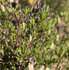 Cryptandra amara (Bitter Cryptandra) at Nicholls, ACT - 21 Oct 2018 by gavinlongmuir