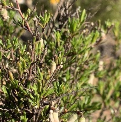 Cryptandra amara (Bitter Cryptandra) at Nicholls, ACT - 21 Oct 2018 by gavinlongmuir