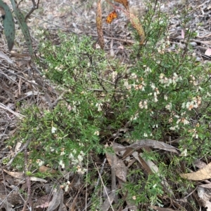 Cryptandra amara at Nicholls, ACT - 20 Oct 2018 11:58 PM