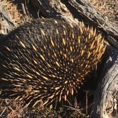 Tachyglossus aculeatus (Short-beaked Echidna) at Nicholls, ACT - 7 May 2018 by gavinlongmuir