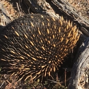 Tachyglossus aculeatus at Nicholls, ACT - 7 May 2018 02:58 PM