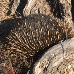 Tachyglossus aculeatus at Nicholls, ACT - 7 May 2018