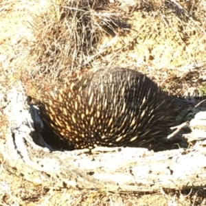 Tachyglossus aculeatus at Nicholls, ACT - 7 May 2018