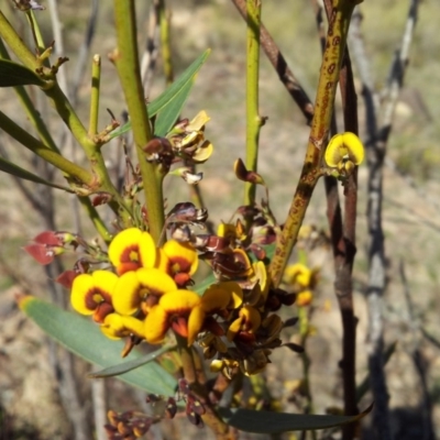 Daviesia mimosoides subsp. mimosoides at Mount Taylor - 23 Oct 2018 by RosemaryRoth