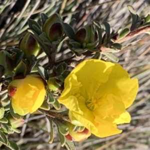 Hibbertia obtusifolia at Nicholls, ACT - 21 Oct 2018 05:13 PM