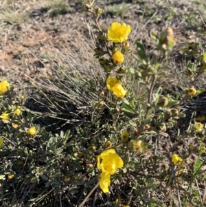 Hibbertia obtusifolia at Nicholls, ACT - 21 Oct 2018 05:13 PM