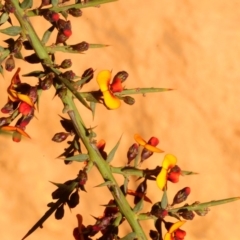 Daviesia ulicifolia subsp. ulicifolia (Gorse Bitter-pea) at Lower Cotter Catchment - 22 Oct 2018 by Harrisi